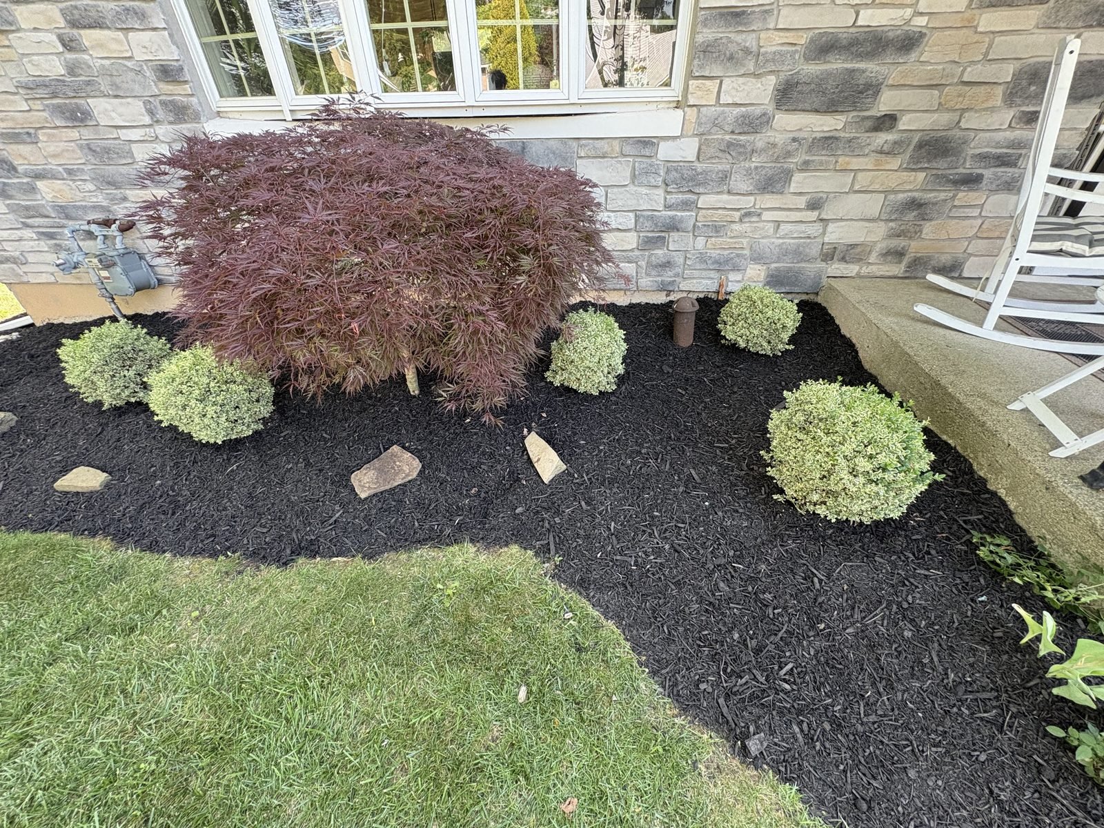 Japanese maple & boxwood foundation bed
